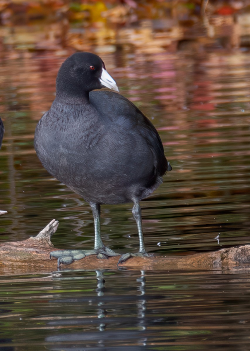 American Coot - ML624846786