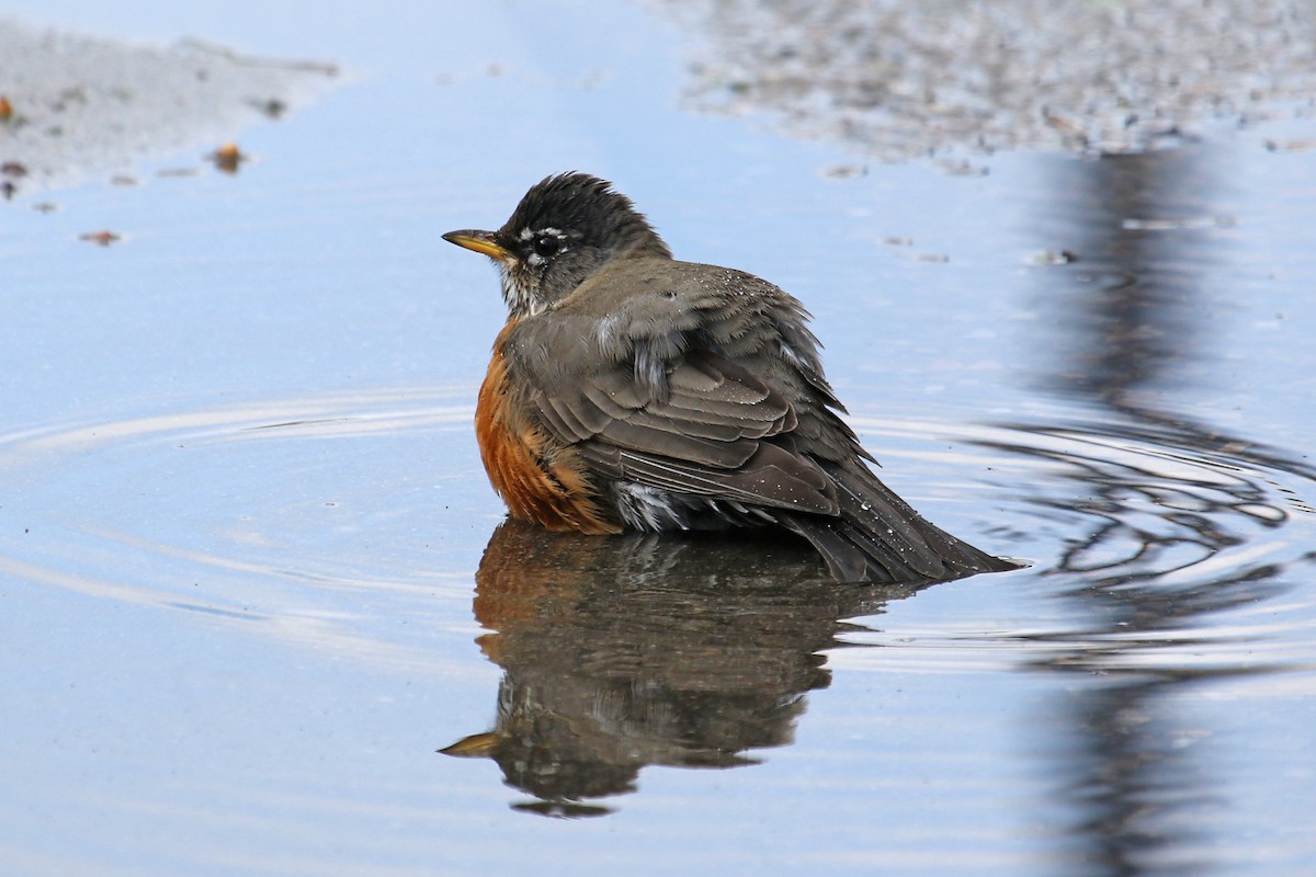 American Robin - Jamie Chavez