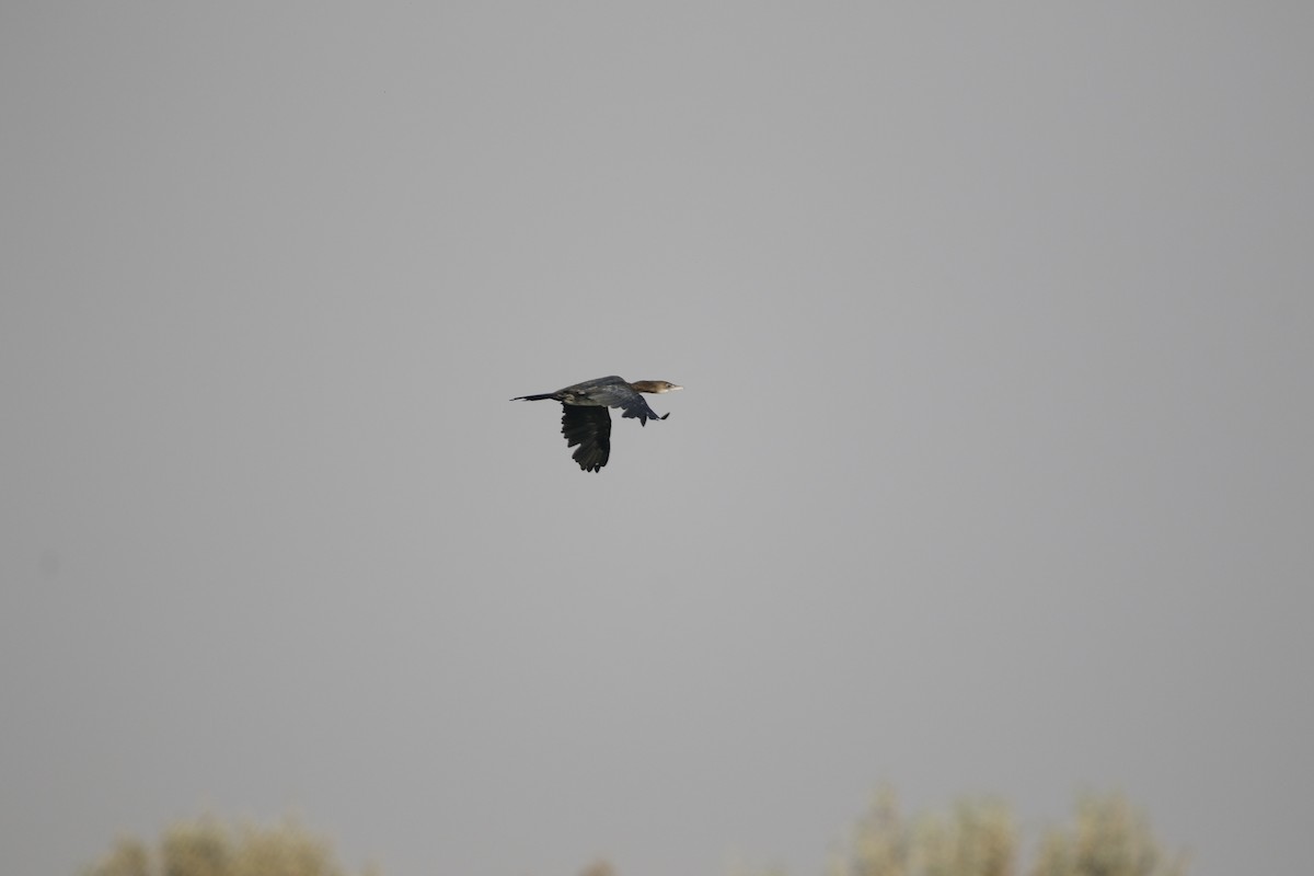 Pygmy Cormorant - ML624846960