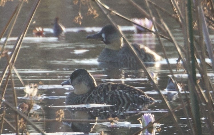 White-backed Duck - ML624846972