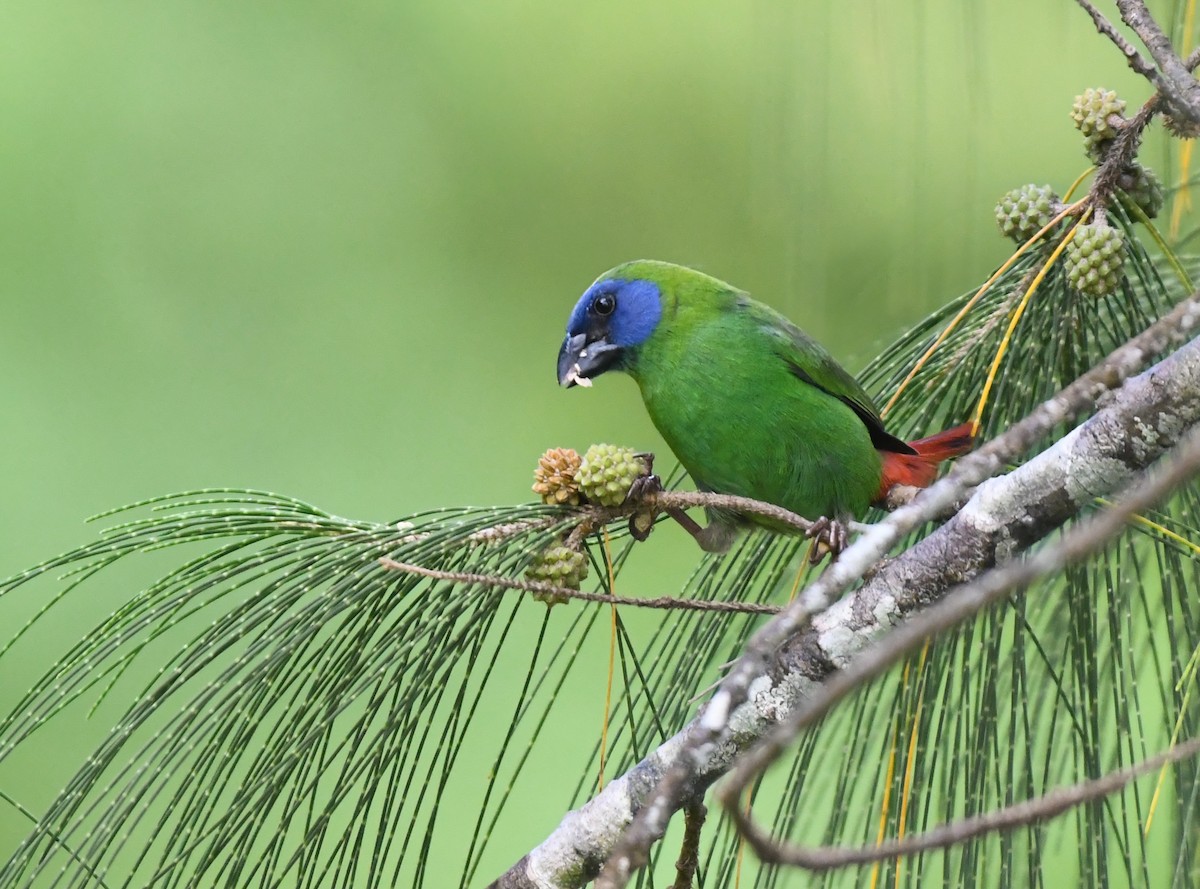 Blue-faced Parrotfinch - ML624847072