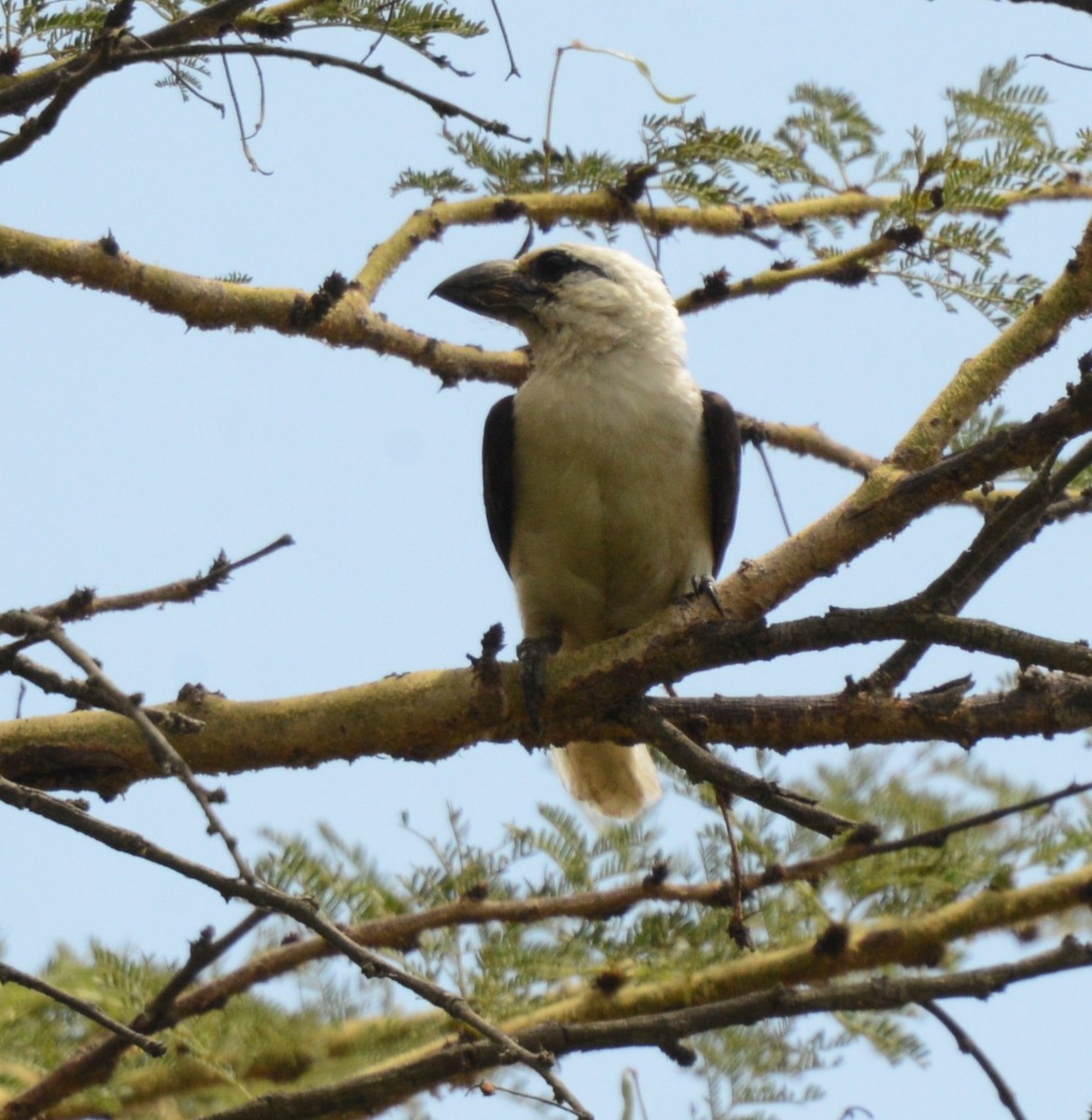 White-headed Barbet - ML624847091