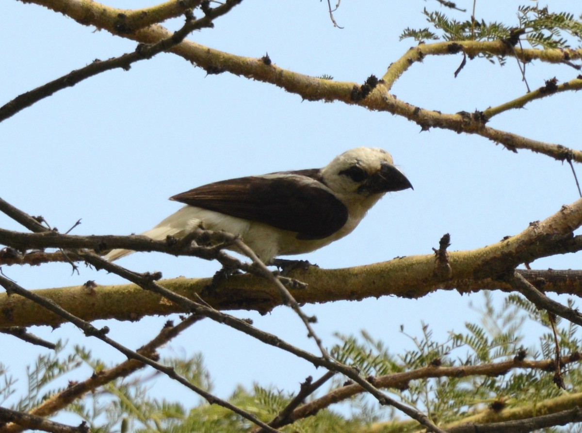 White-headed Barbet - ML624847092