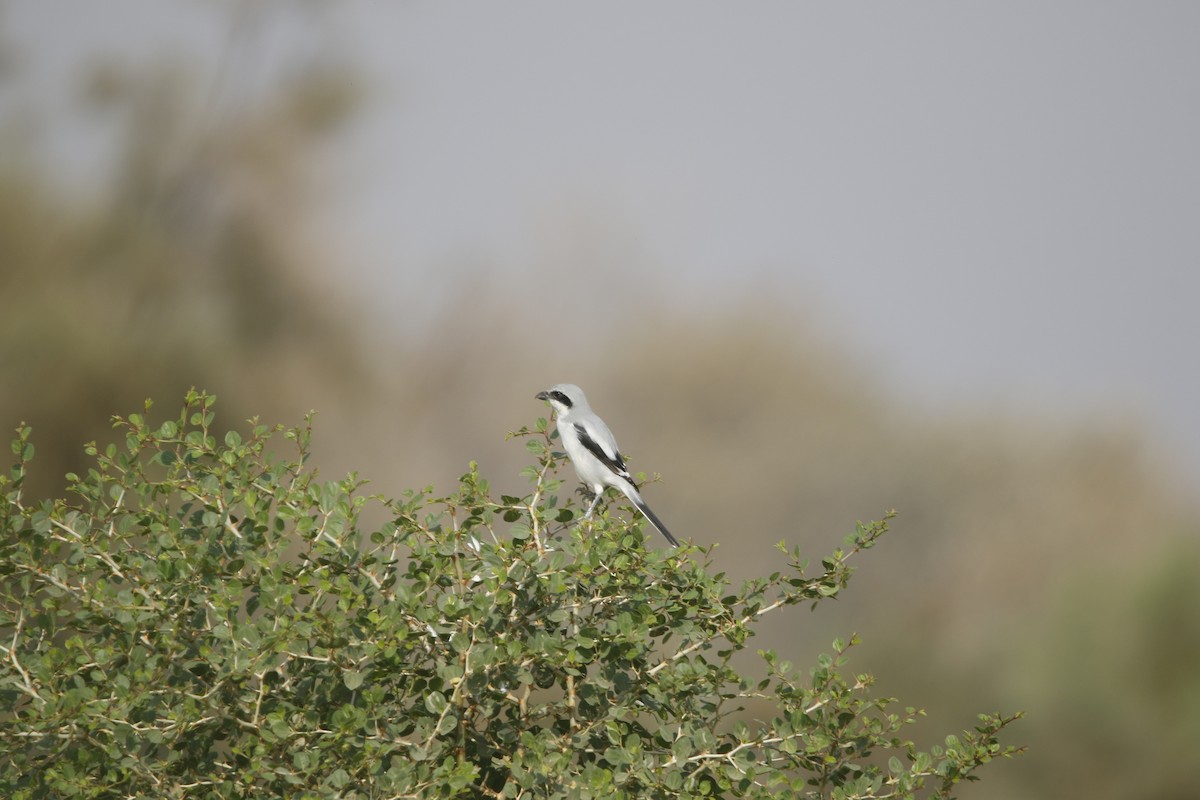 Great Gray Shrike - ML624847139