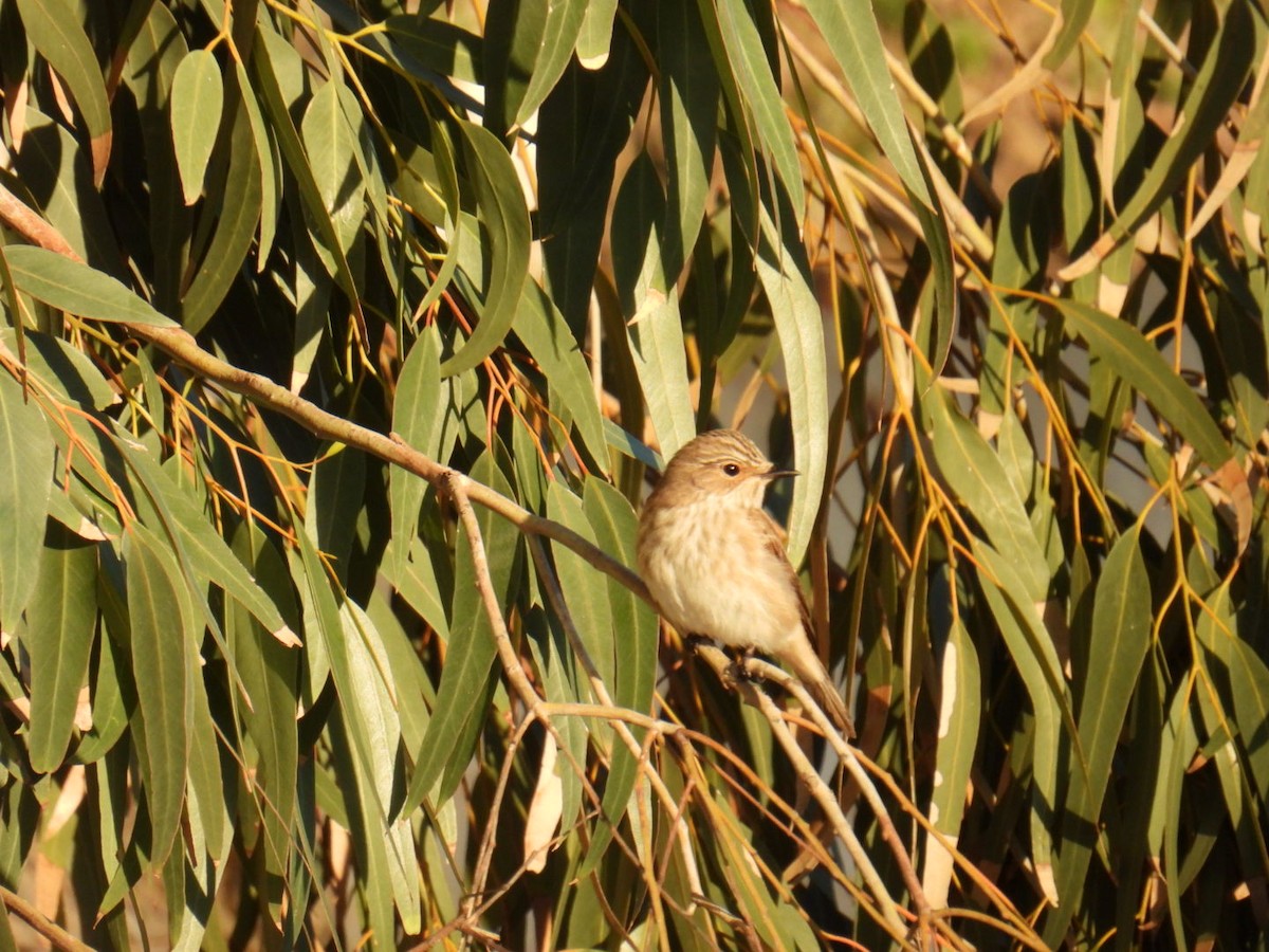 Spotted Flycatcher - ML624847162