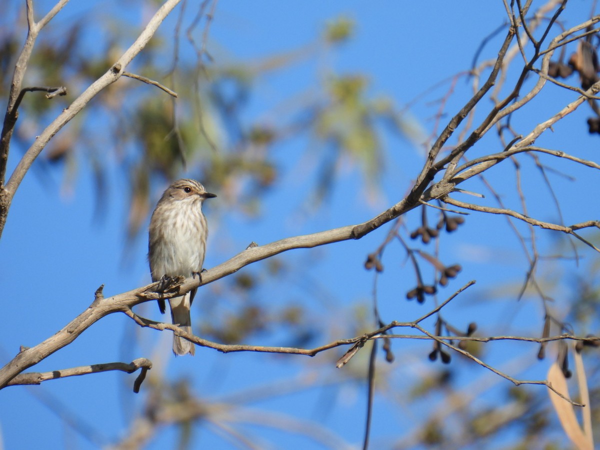 Spotted Flycatcher - ML624847214