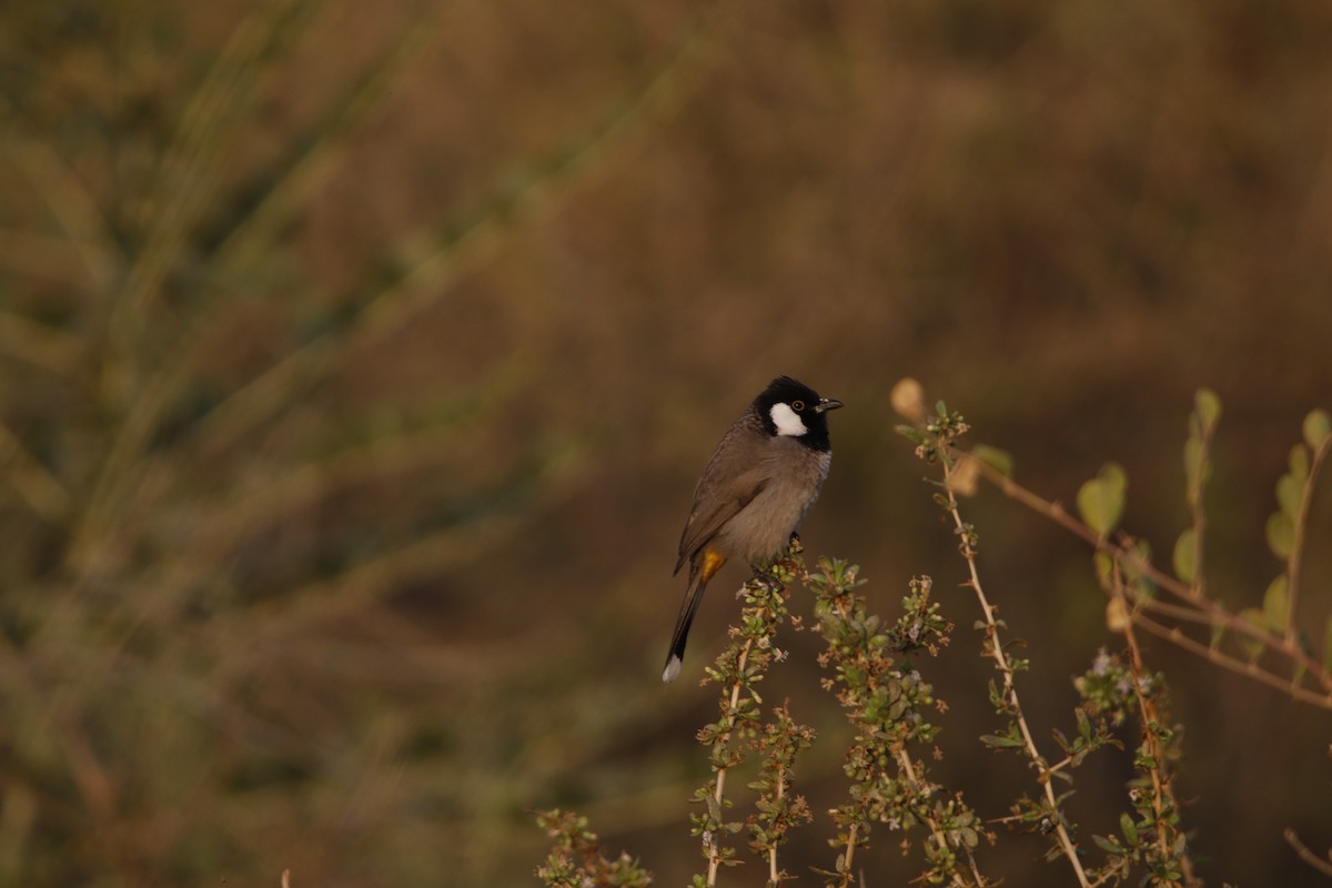 White-eared Bulbul - ML624847219