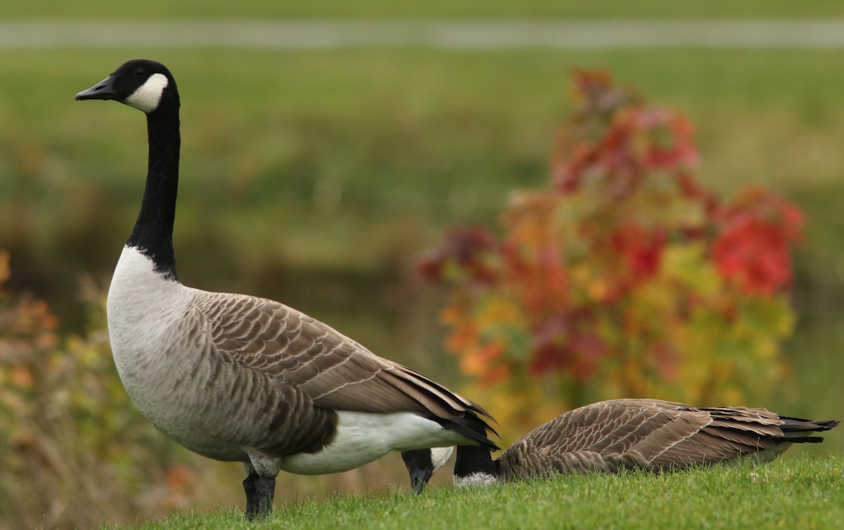 Канад галуу - ML624847268