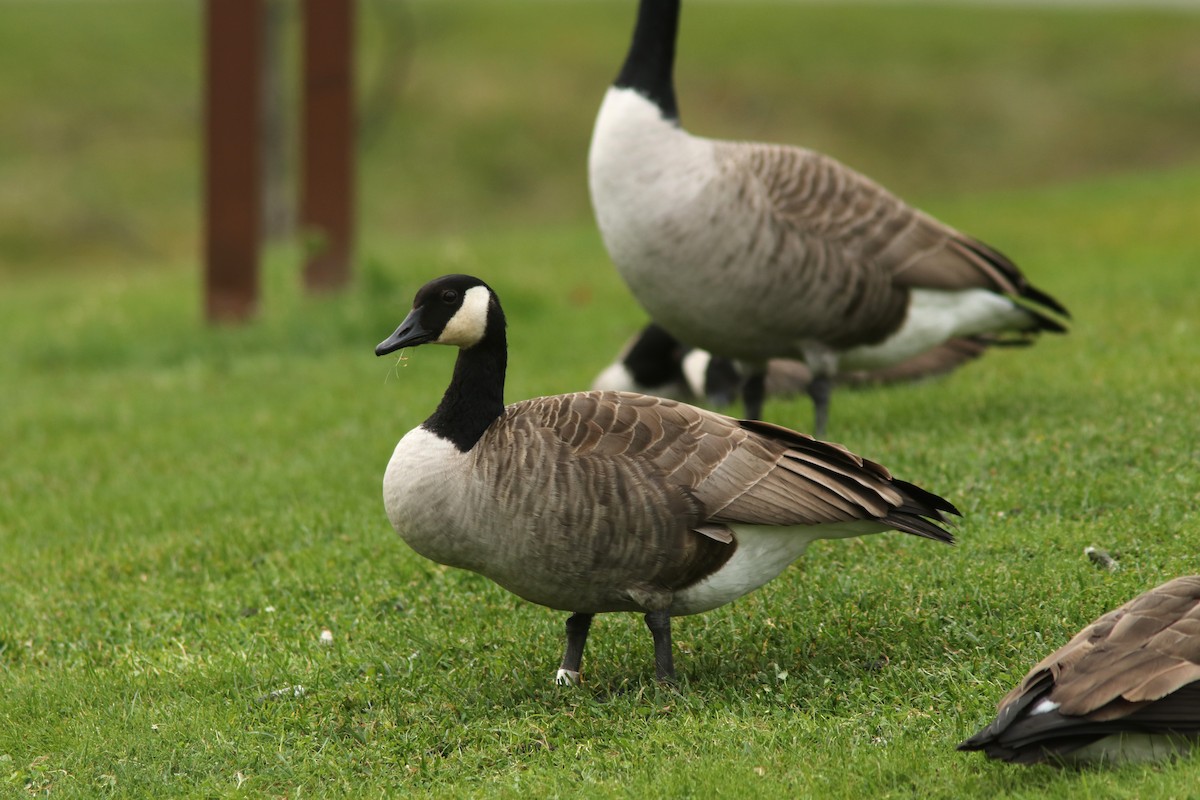 Канад галуу - ML624847269