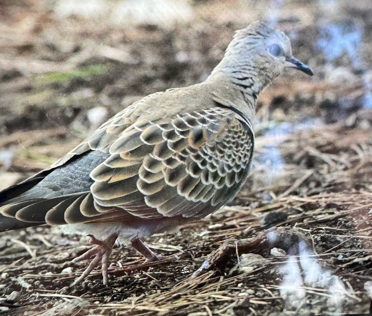 European Turtle-Dove - ML624847286