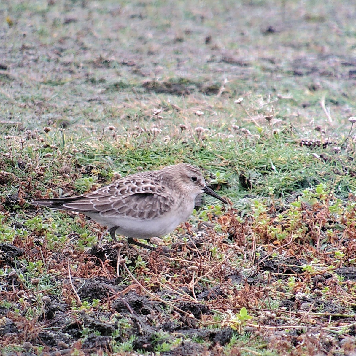 Baird's Sandpiper - ML624847339