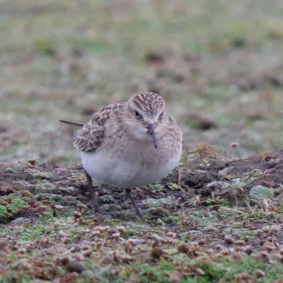 Baird's Sandpiper - ML624847340