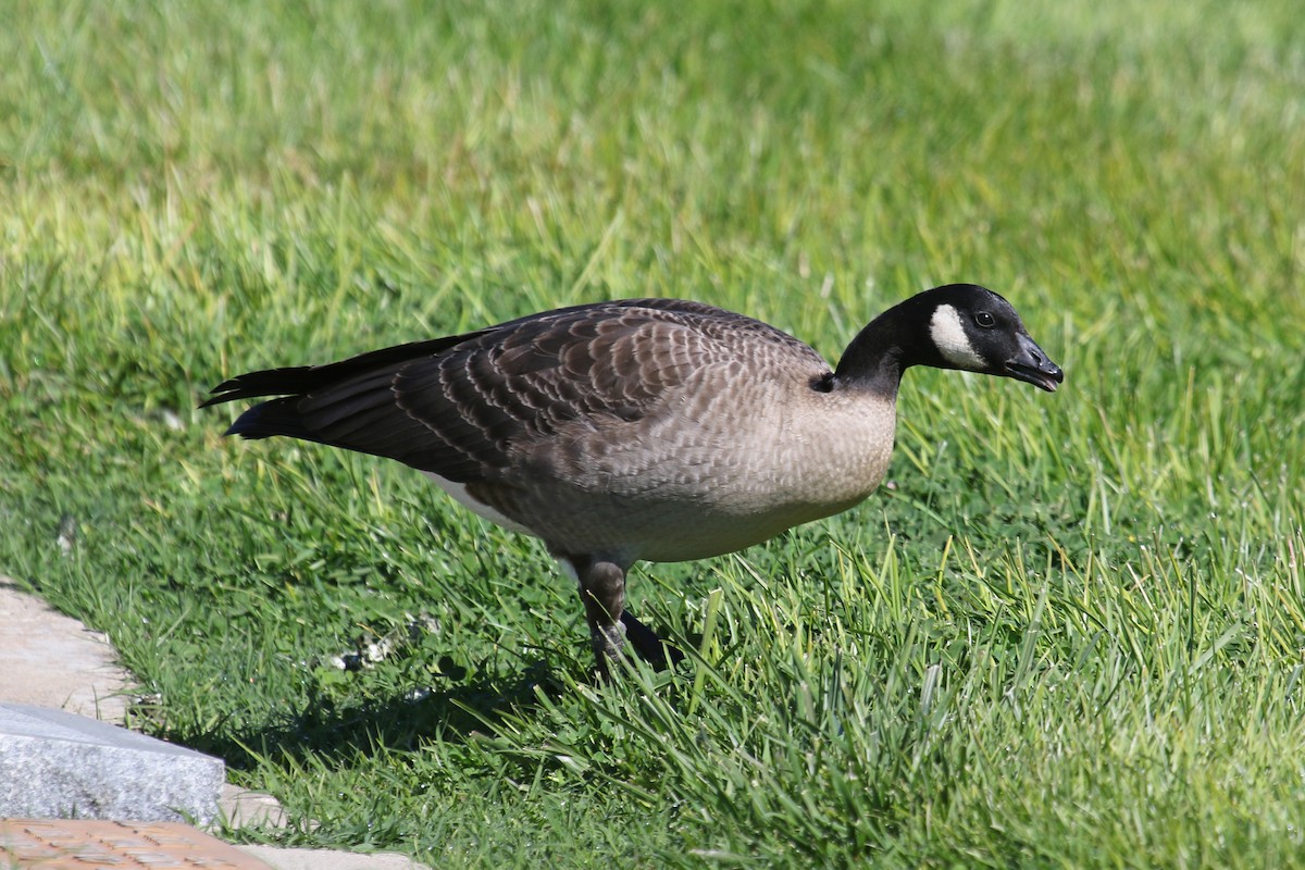 Canada Goose - ML624847563