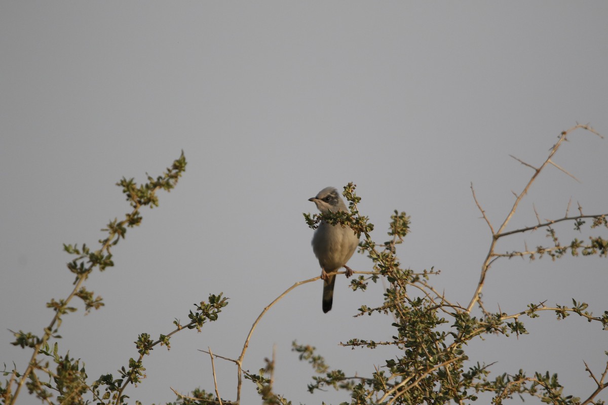 Hypocolius - ML624847662