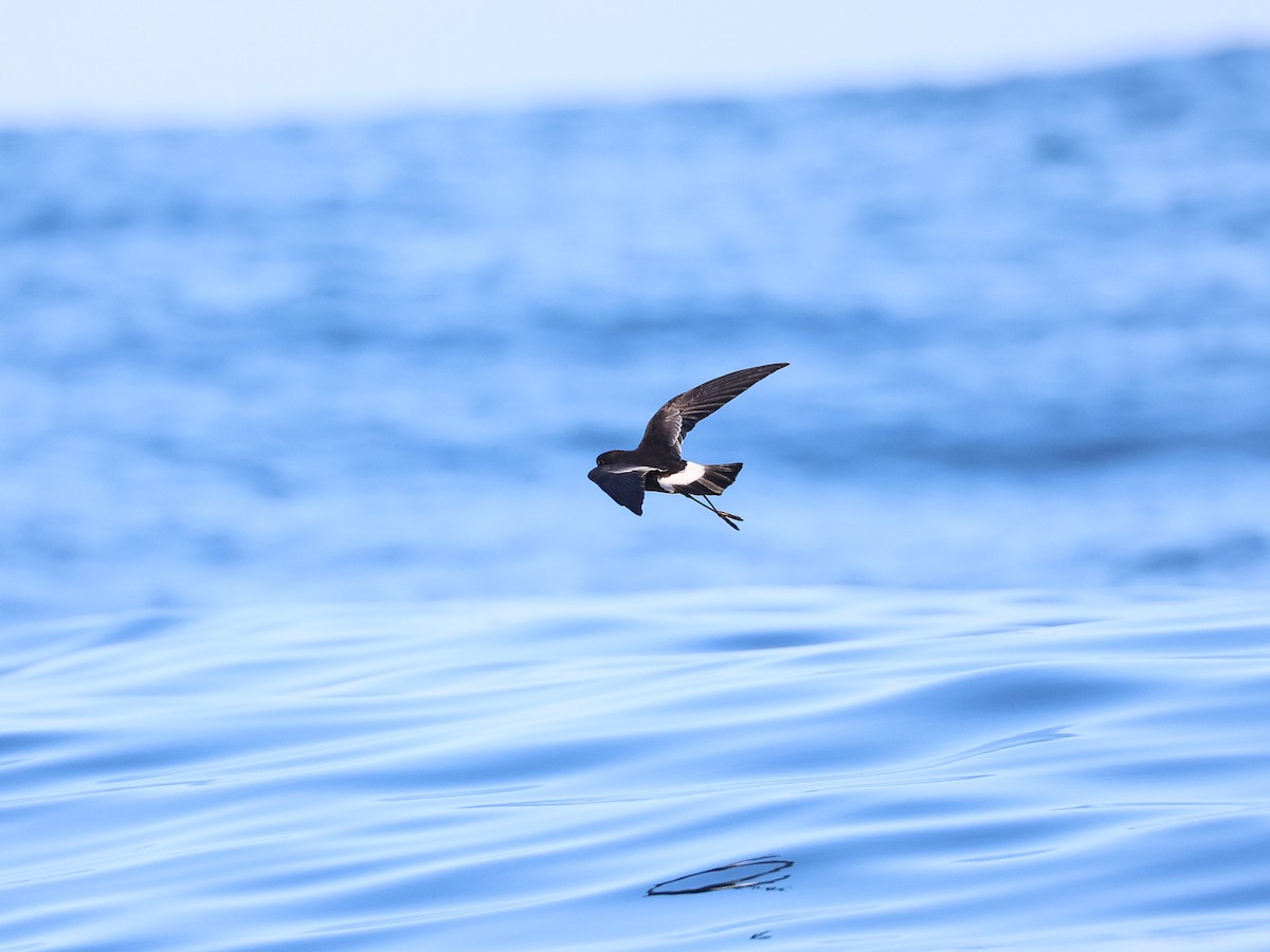 Wilson's Storm-Petrel - ML624847792