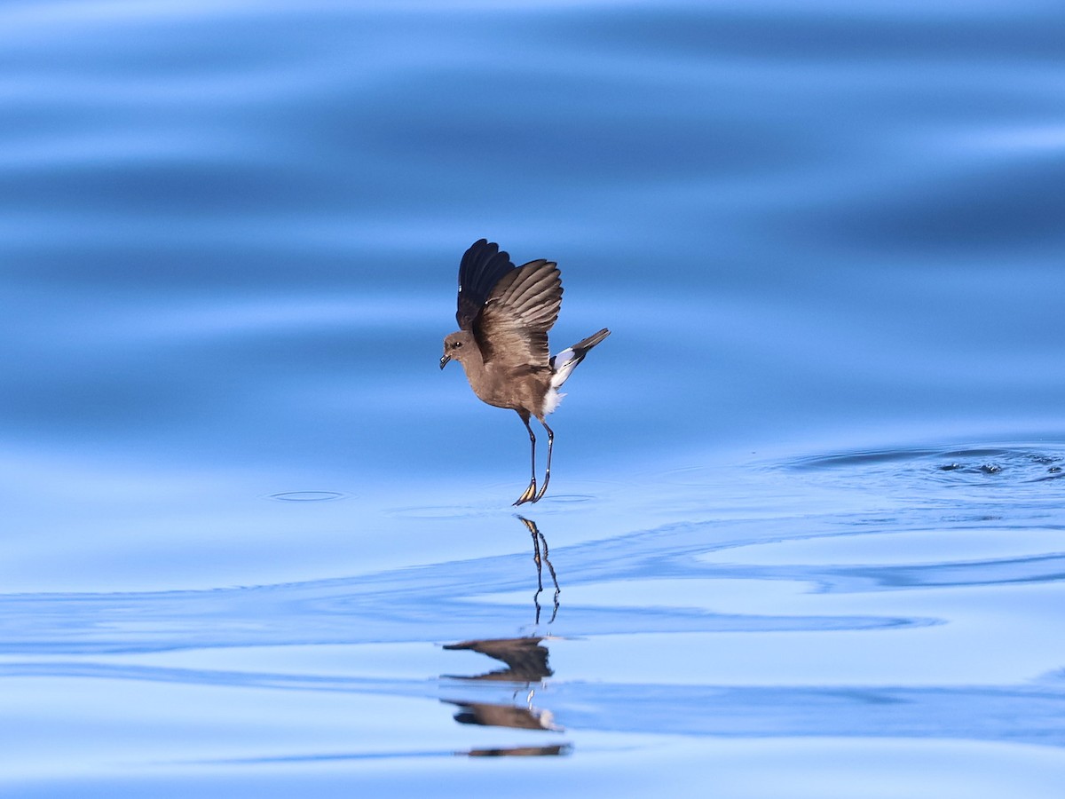Wilson's Storm-Petrel - ML624847799