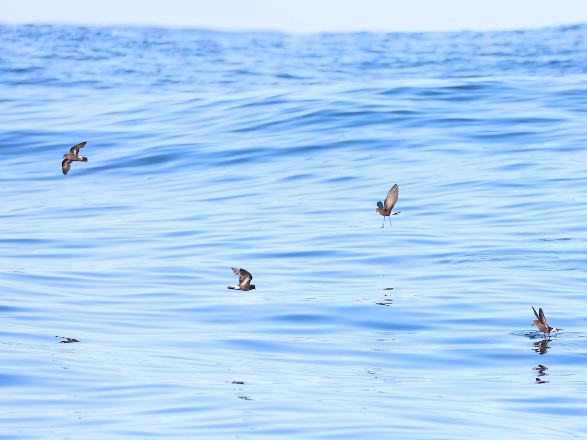 Wilson's Storm-Petrel - ML624847818