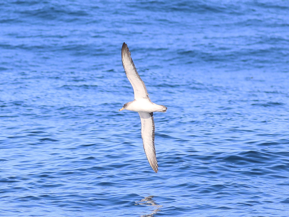 Puffin cendré ou P. de Scopoli - ML624847900