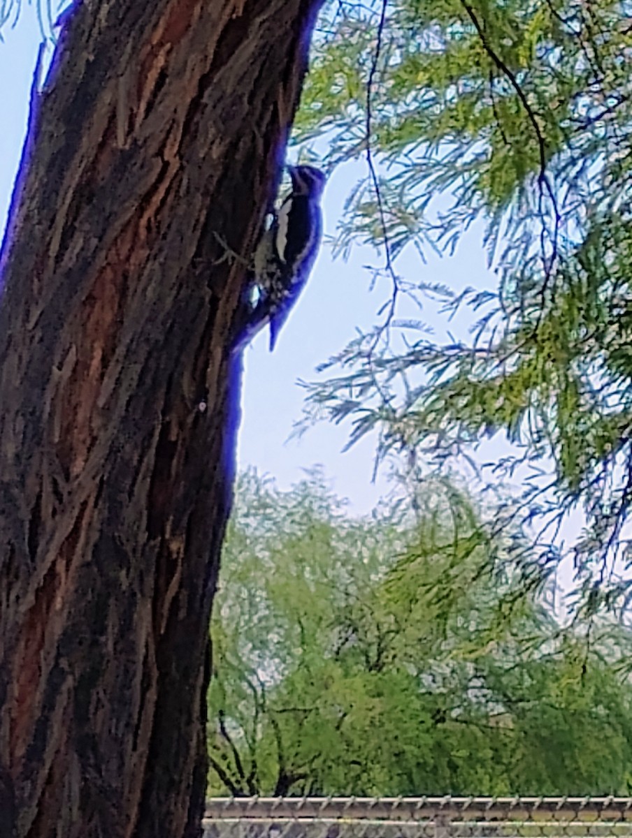 Red-naped Sapsucker - ML624848072