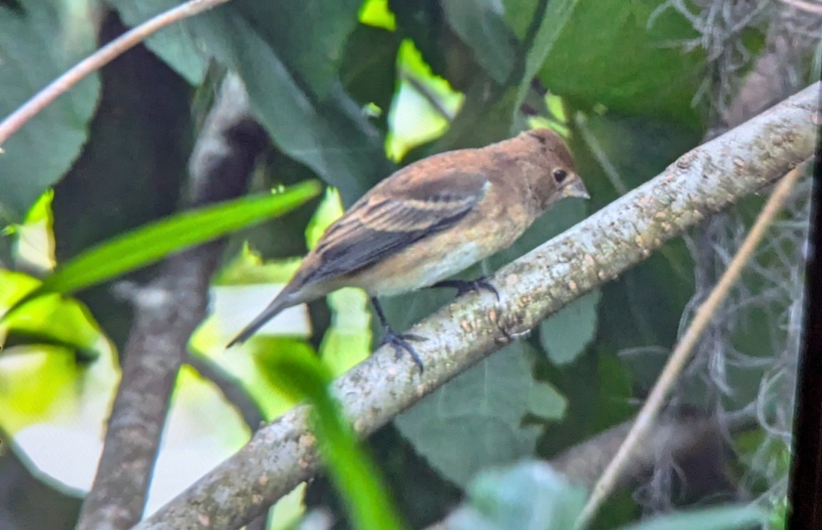 Indigo Bunting - ML624848145