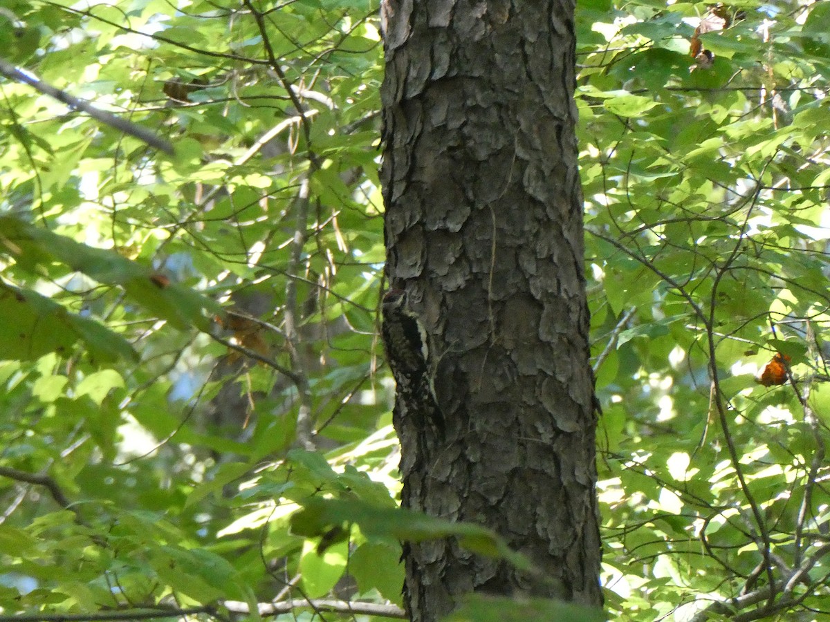 Yellow-bellied Sapsucker - ML624848241