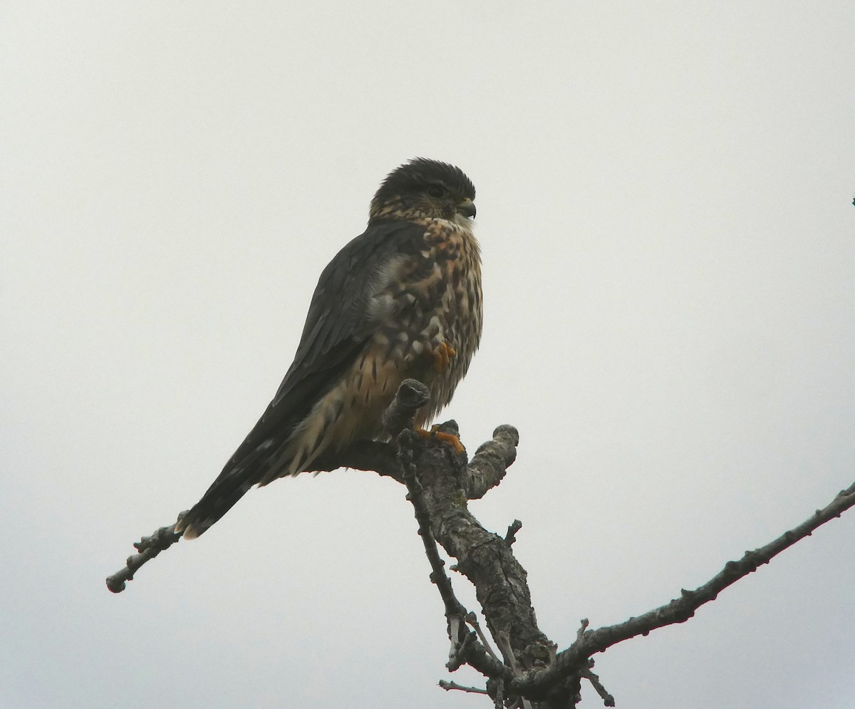 Merlin - ML624848296