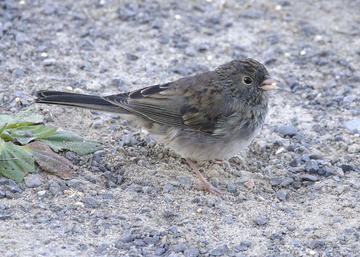 Winterammer (hyemalis/carolinensis) - ML624848347