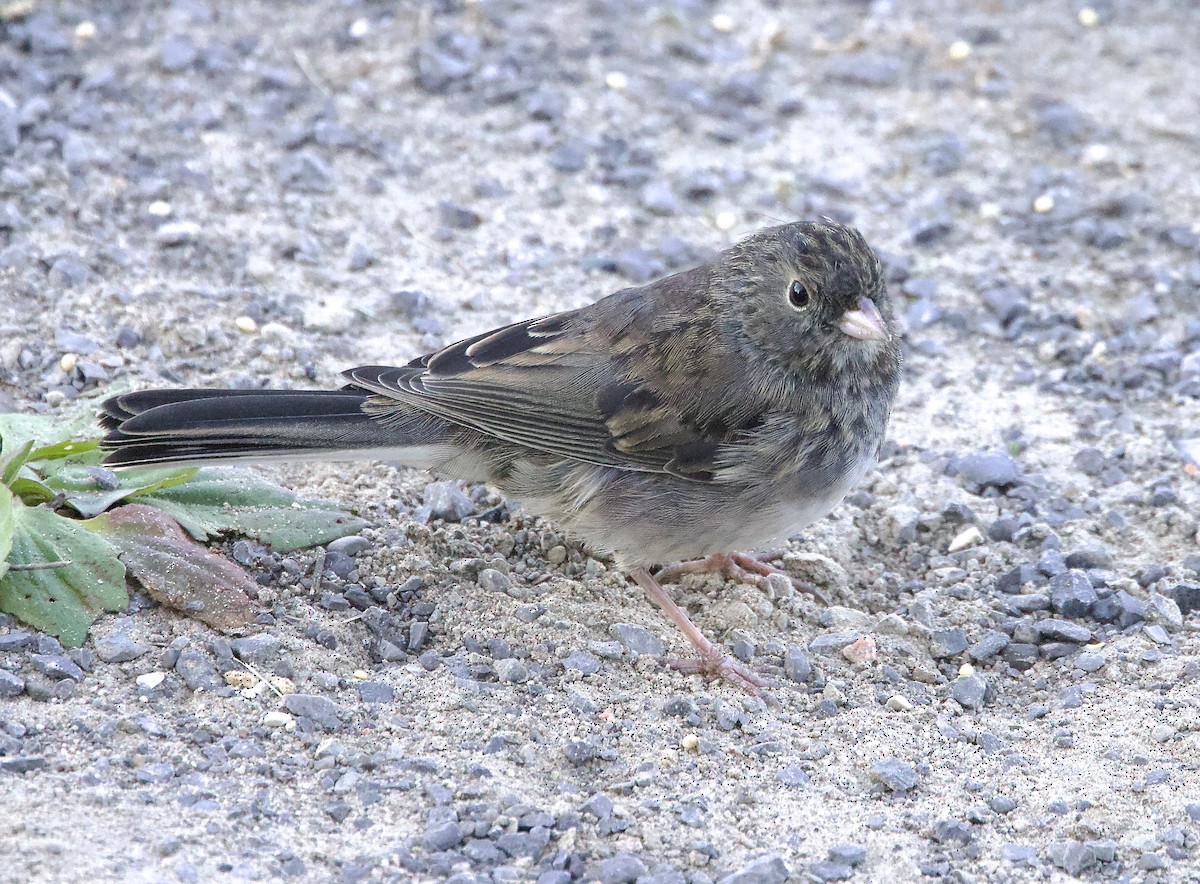 Winterammer (hyemalis/carolinensis) - ML624848348