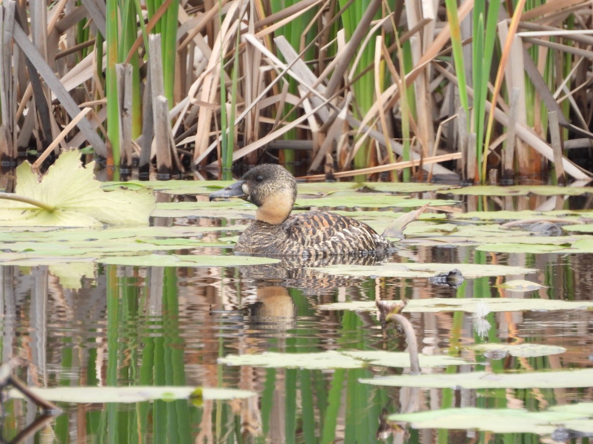 White-backed Duck - ML624848404