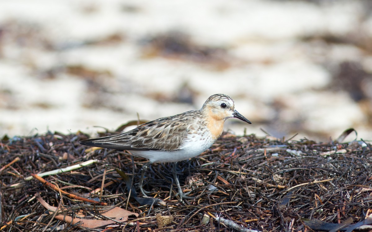 Bécasseau à col roux - ML624848659