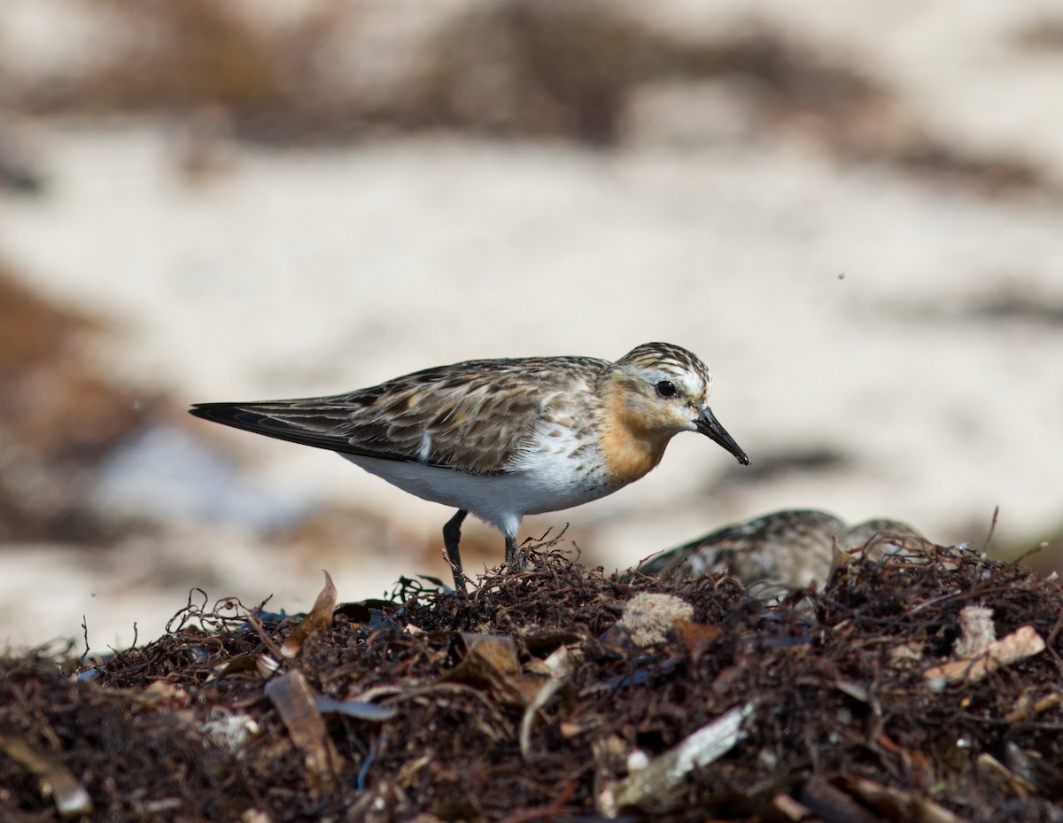 Bécasseau à col roux - ML624848685