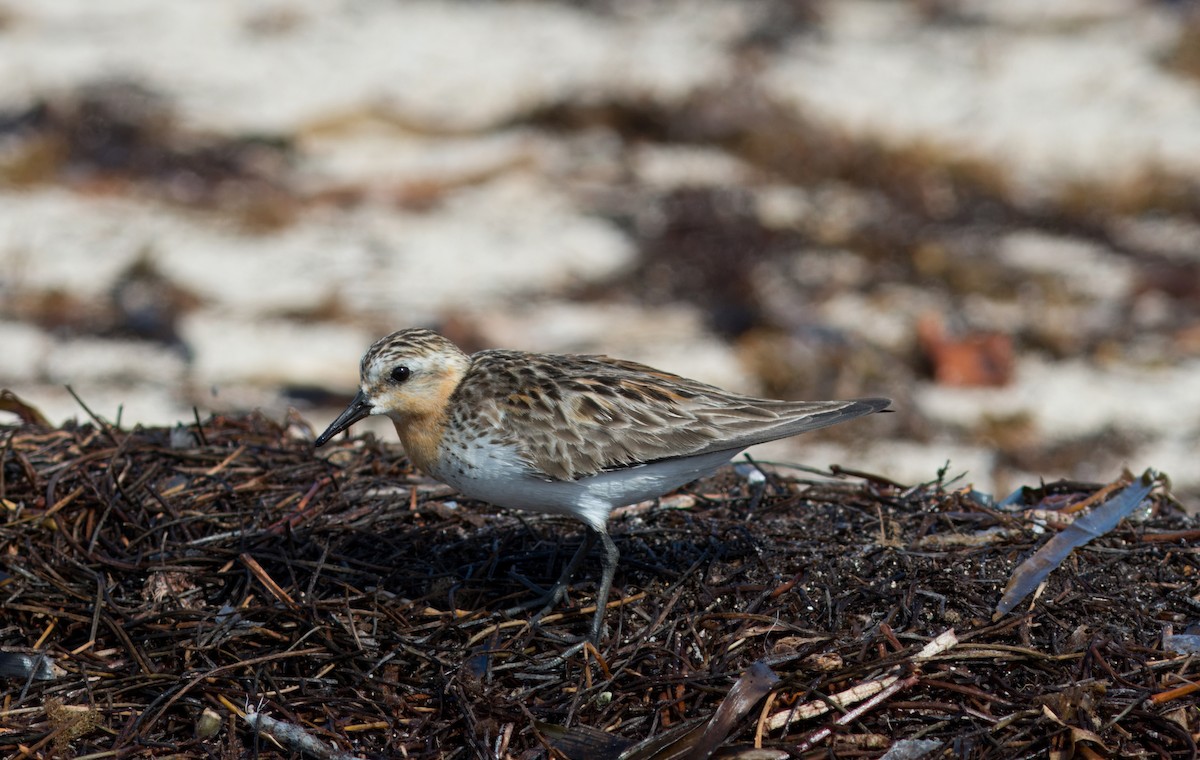 Bécasseau à col roux - ML624848686