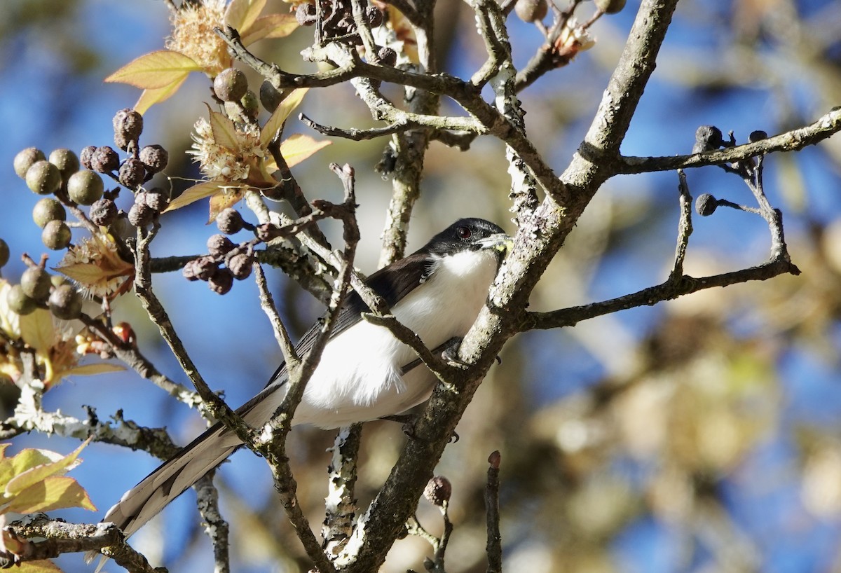 Black-backed Sibia - Susan Hartley