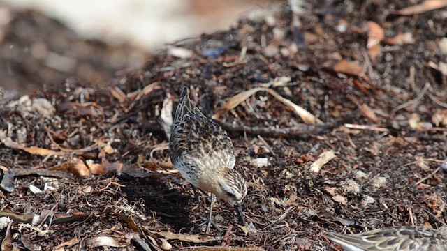 Bécasseau à col roux - ML624848719