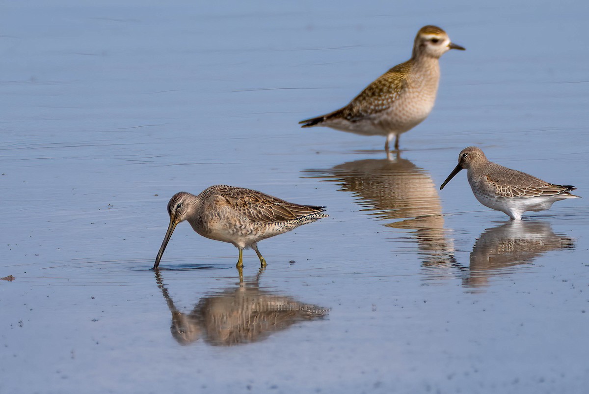 Long-billed Dowitcher - Gustino Lanese