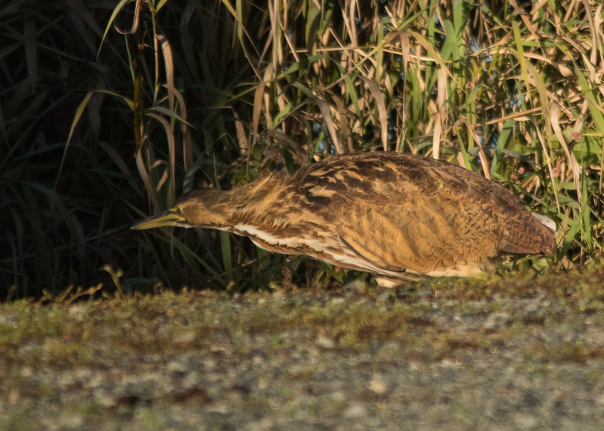 American Bittern - ML624849185