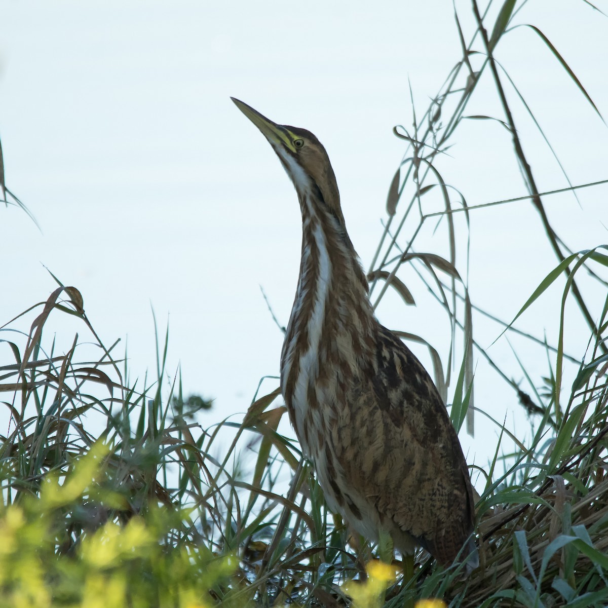 American Bittern - ML624849188