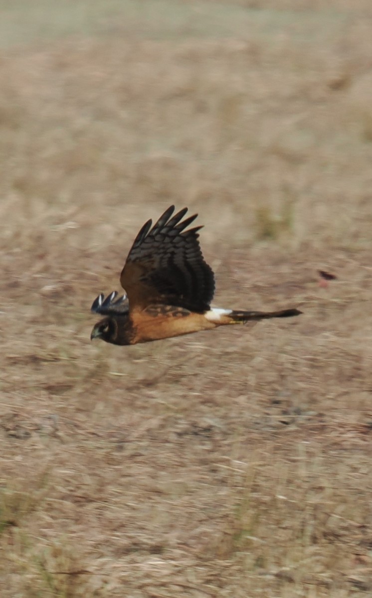 Northern Harrier - ML624849220