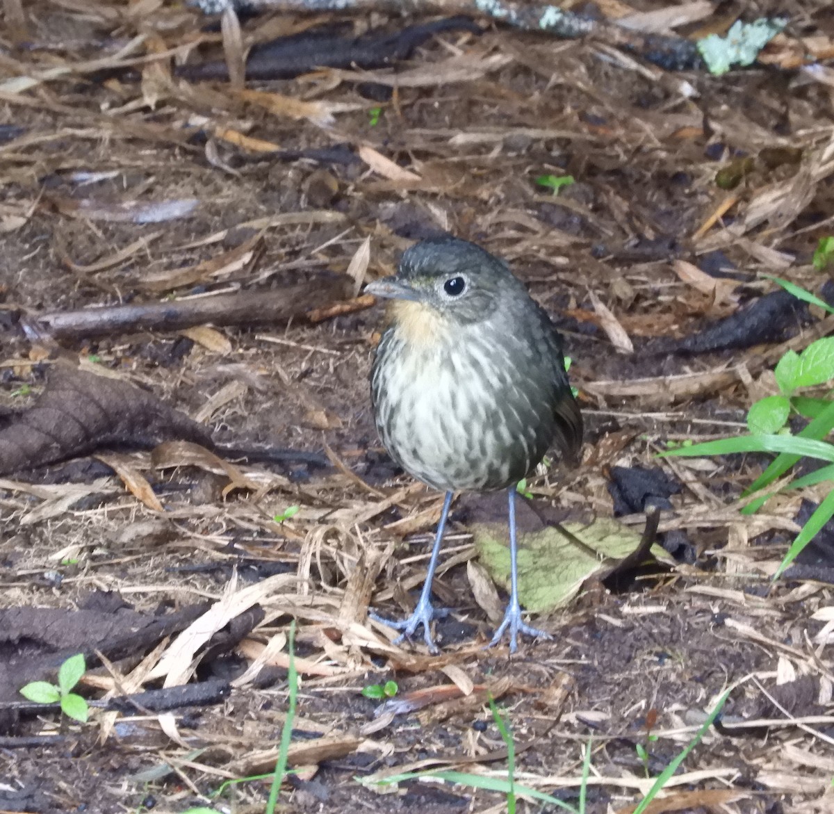 Santa Marta Antpitta - ML624849238