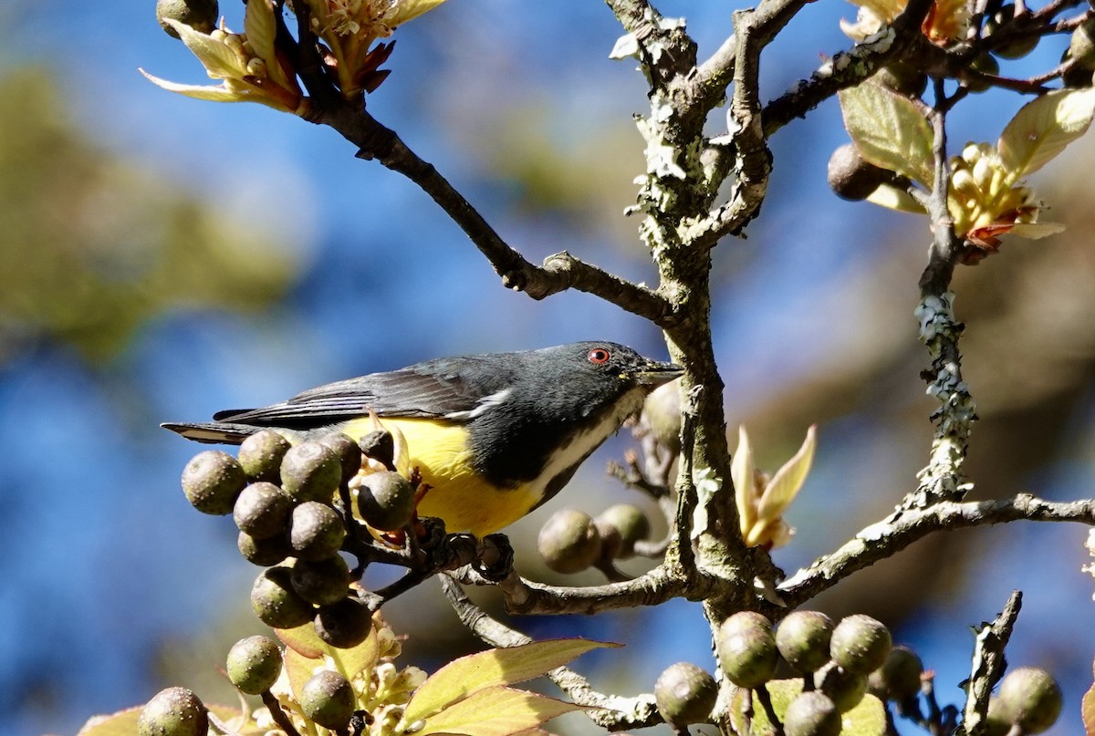 Yellow-bellied Flowerpecker - Susan Hartley