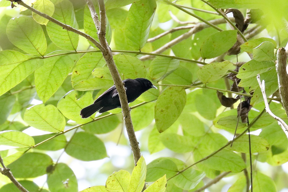 Tahiti Monarch - ML624849322