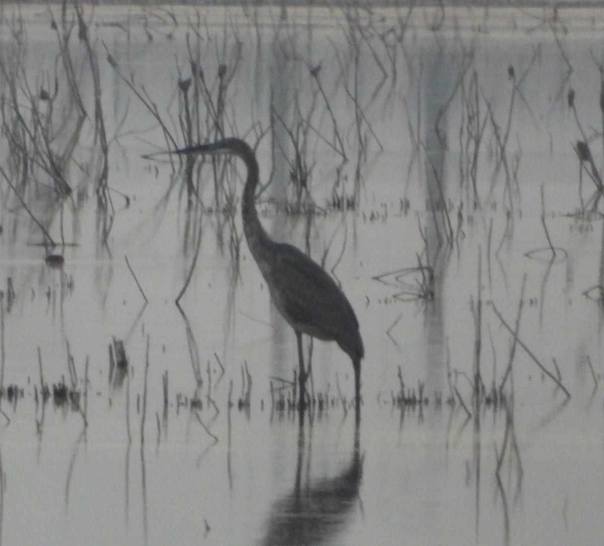 Goliath Heron - ML624849323