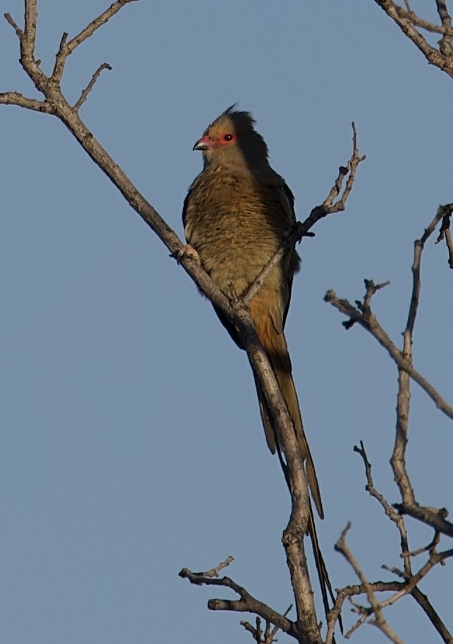 Red-faced Mousebird - ML624850030