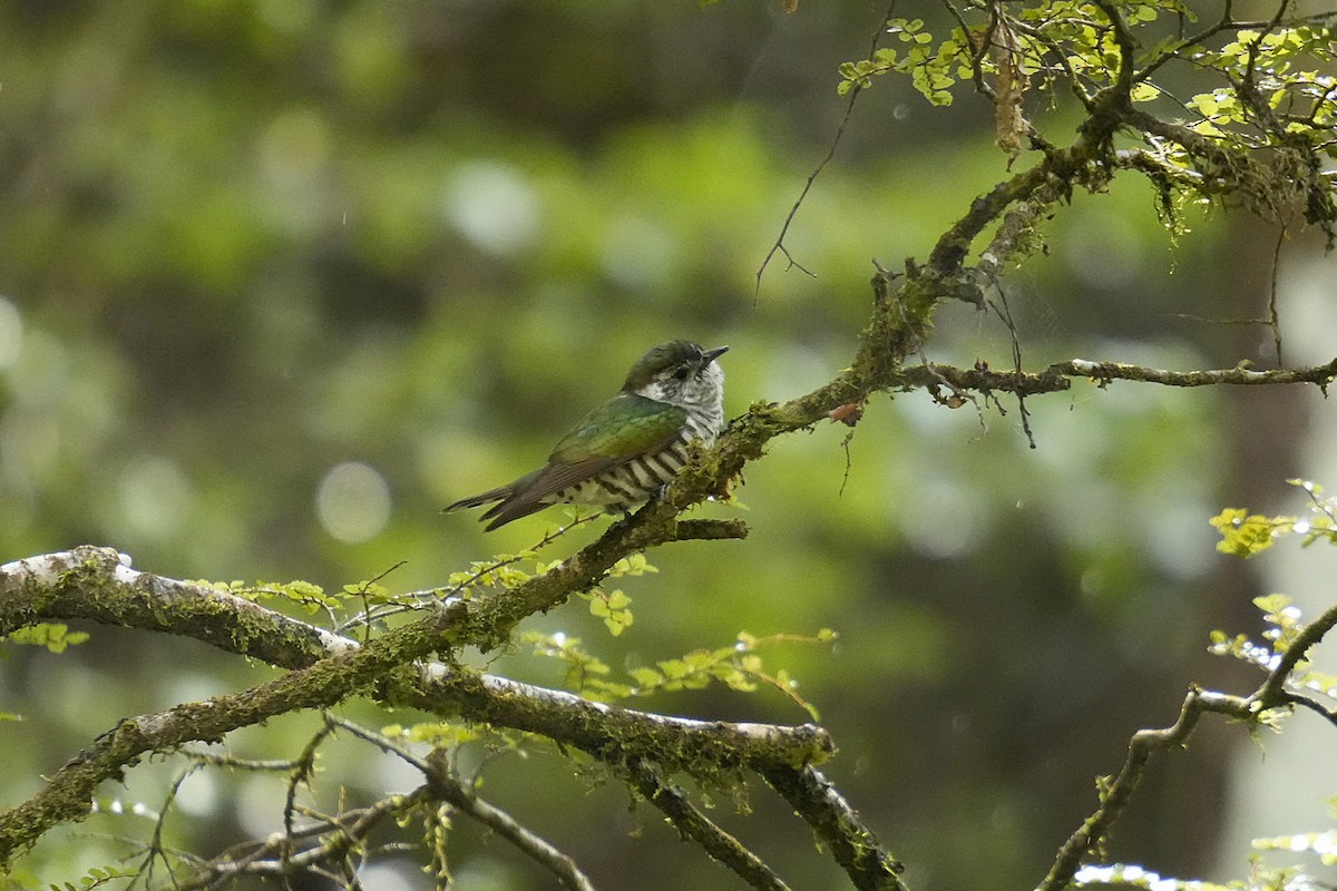 Shining Bronze-Cuckoo - ML624850073