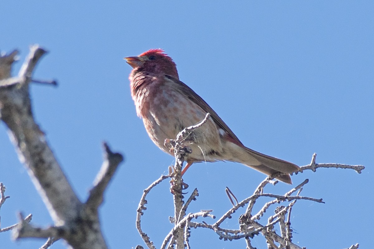 Cassin's Finch - ML62485021