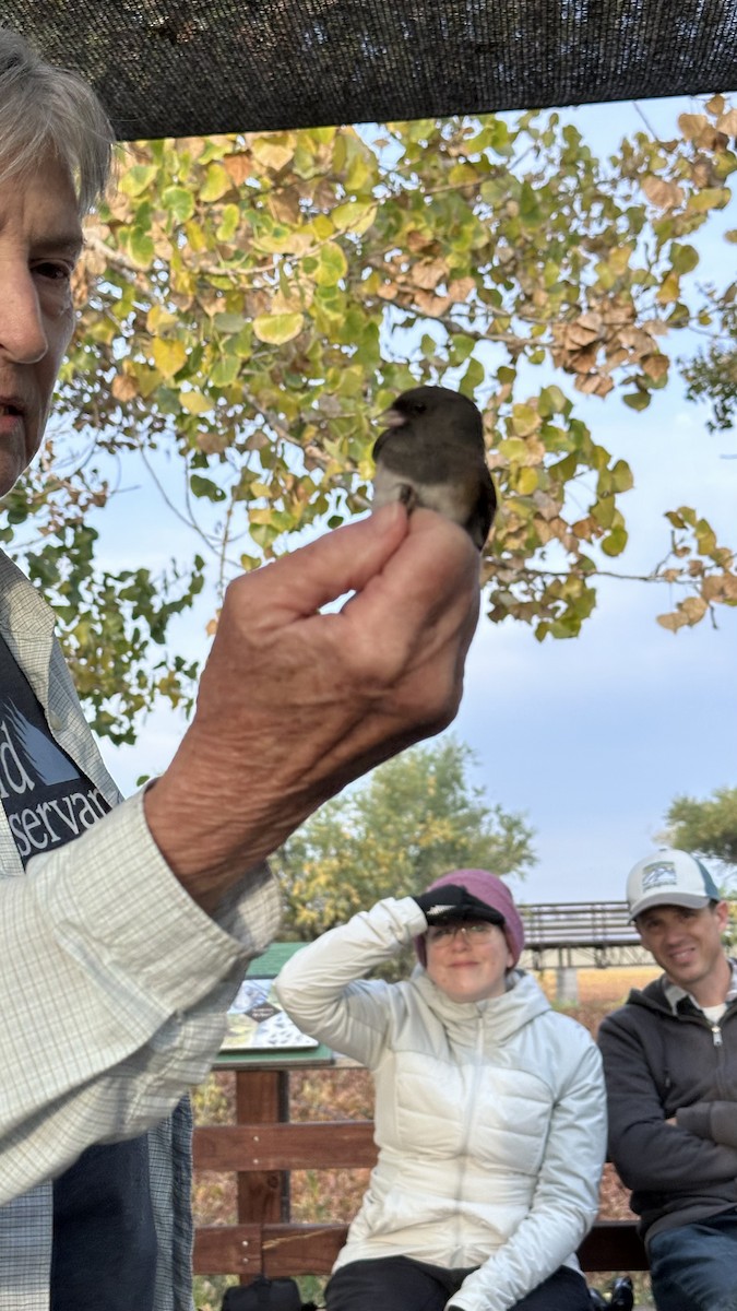 Юнко сірий - ML624850238