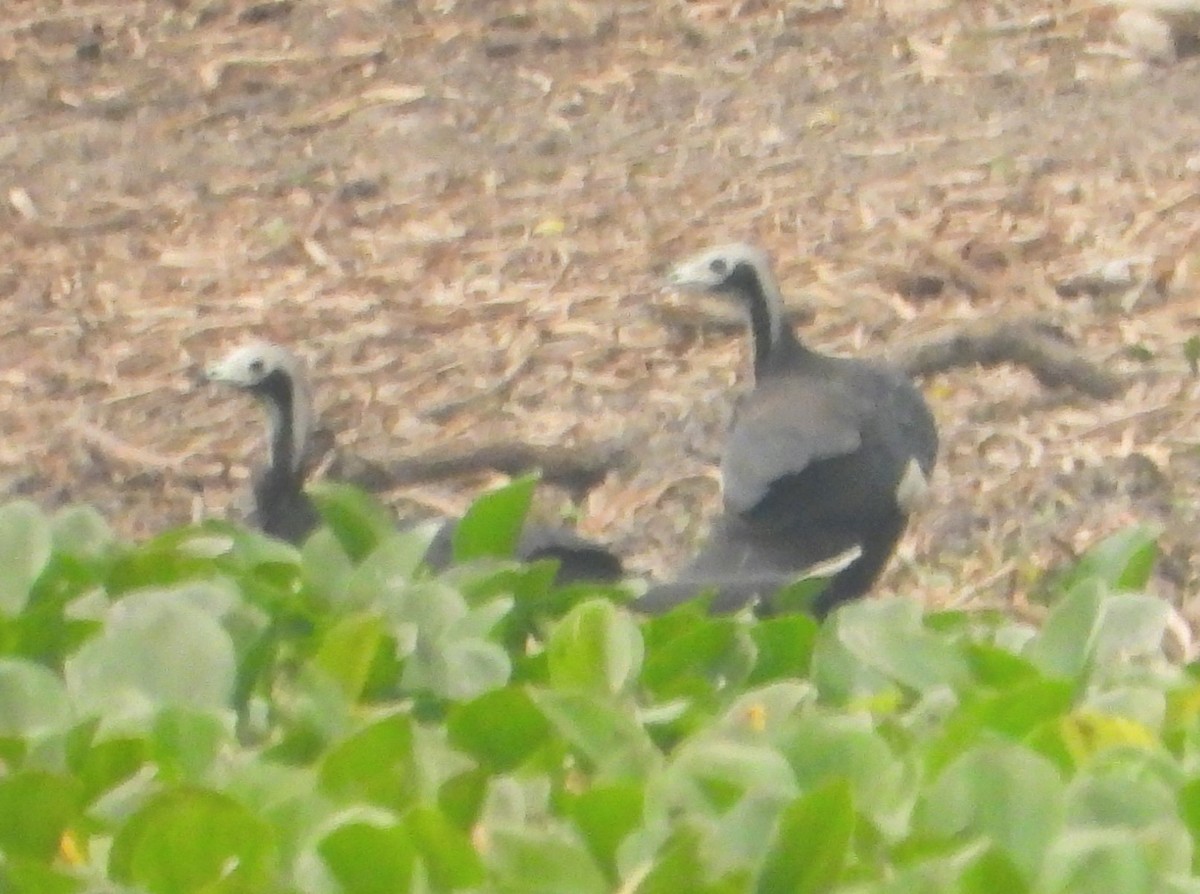 Blue-throated/White-throated Piping-Guan - ML624850253