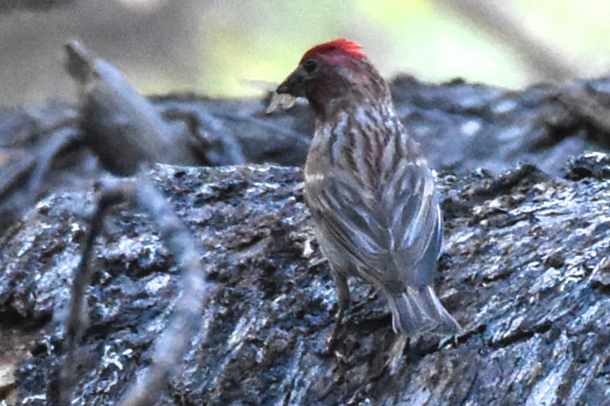 Cassin's Finch - George Gibbs