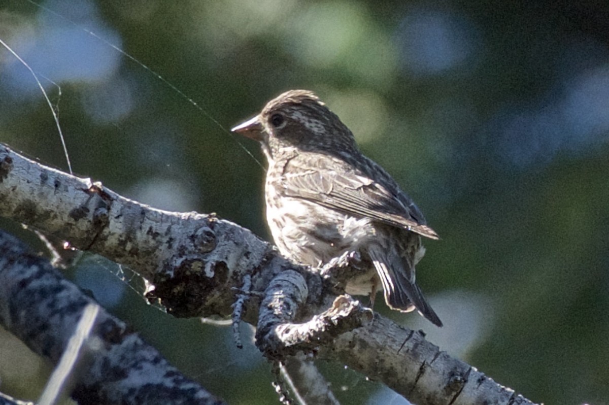 Cassin's Finch - ML62485051