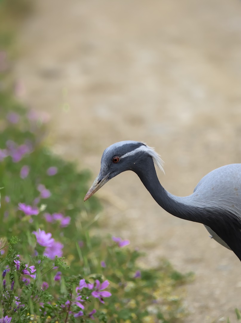 Demoiselle Crane - ML624850534